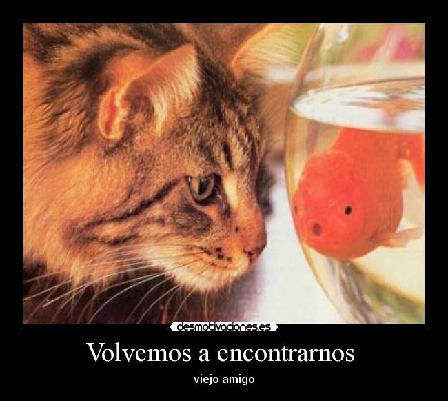 Volvemos a encontrarnos -