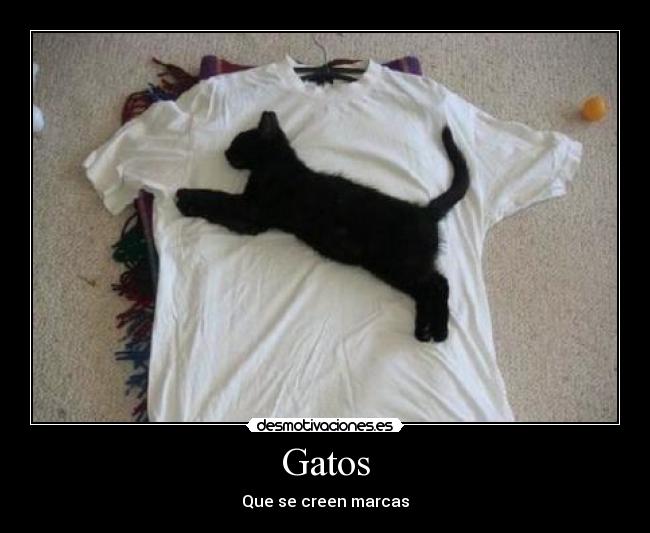 carteles gatos puma desmotivaciones