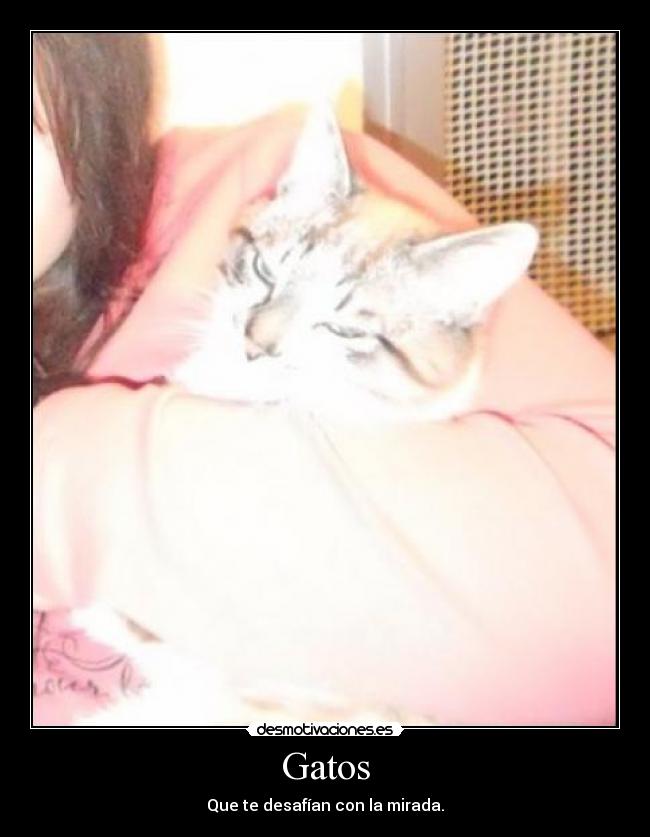 Gatos - Que te desafían con la mirada.