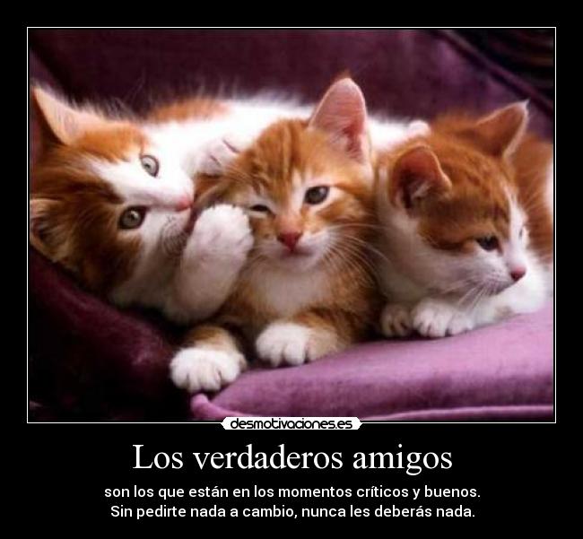 Los verdaderos amigos - 