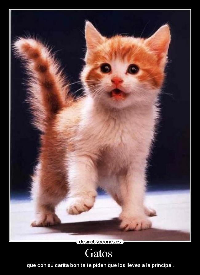 Gatos -