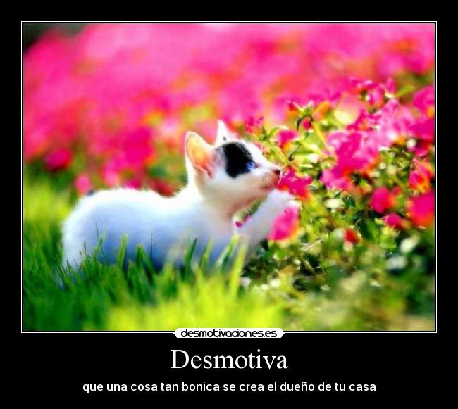 Desmotiva -