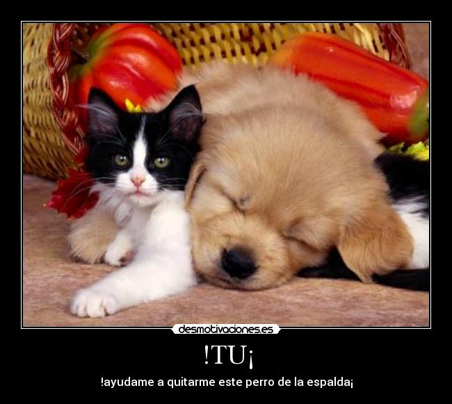 carteles gato desmotivaciones