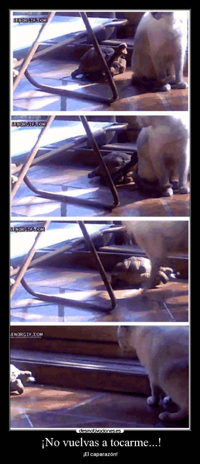 ¡No vuelvas a tocarme...! - ¡El caparazón!
