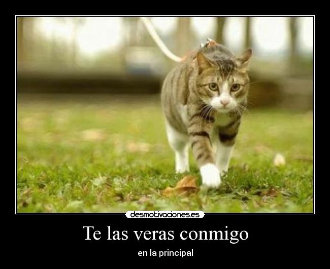 Te las veras conmigo - 