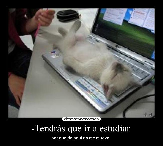 carteles bromas gatos chistosos laptop netbook gatoscat computadora estudiar desmotivaciones