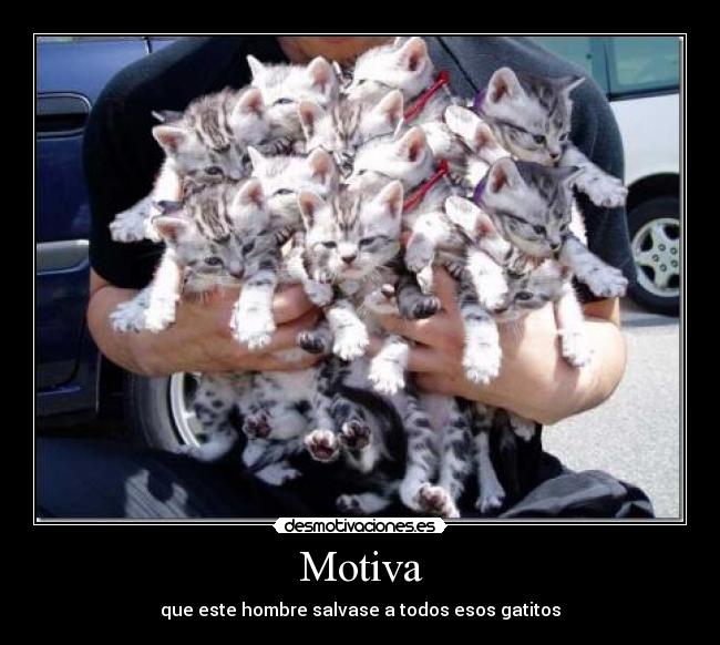 Motiva - que este hombre salvase a todos esos gatitos