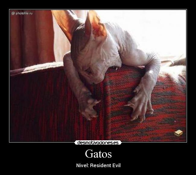 Gatos - 