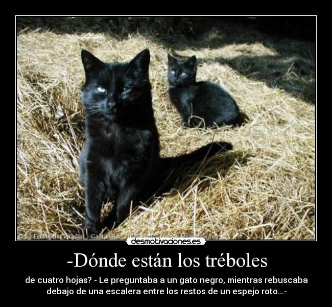 -Dónde están los tréboles - de cuatro hojas? - Le preguntaba a un gato negro, mientras rebuscaba
debajo de una escalera entre los restos de un espejo roto...-