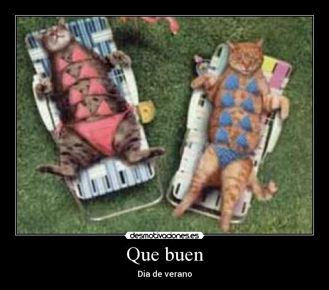 carteles gatos sol desmotivaciones