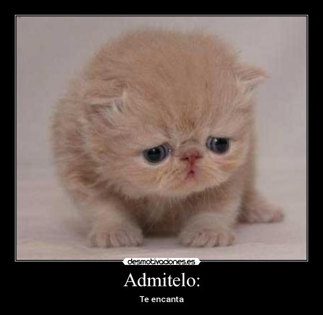 Admitelo: - 