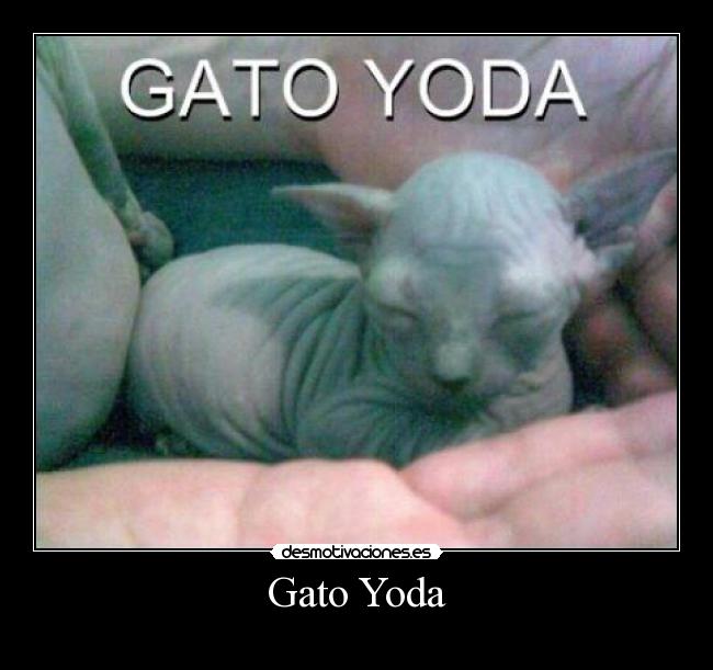 Gato Yoda -