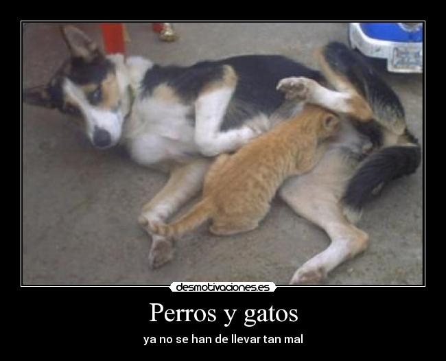 Perros y gatos - ya no se han de llevar tan mal