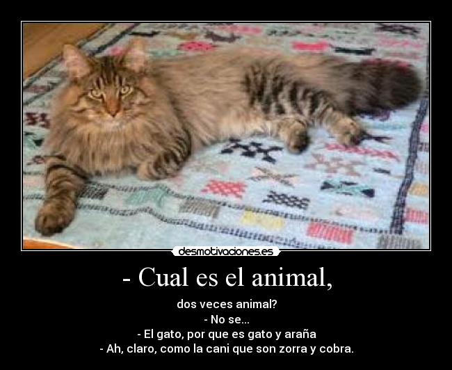 - Cual es el animal, - dos veces animal?
- No se...
- El gato, por que es gato y araña
- Ah, claro, como la cani que son zorra y cobra.