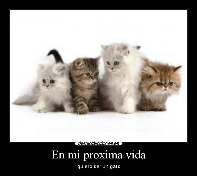 En mi proxima vida -