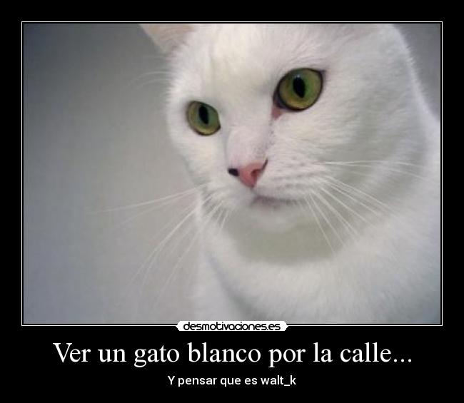 Ver un gato blanco por la calle... -