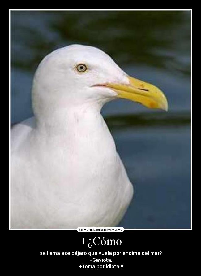 +¿Cómo - se llama ese pájaro que vuela por encima del mar?
+Gaviota.
+Toma por idiota!!!