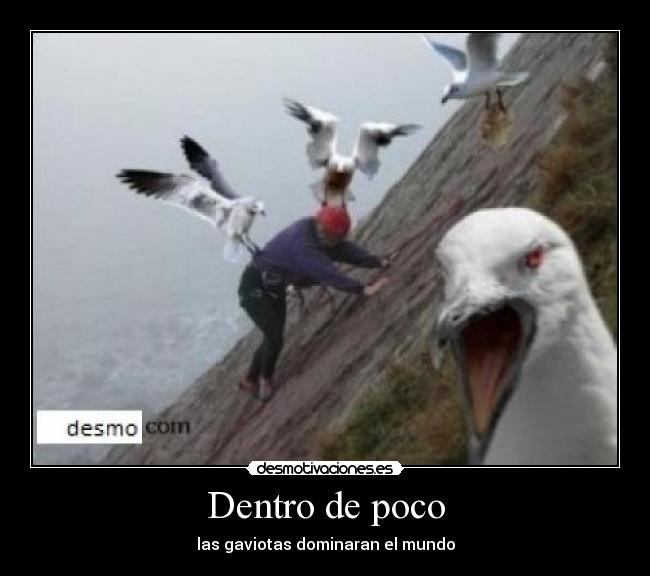 Dentro de poco - las gaviotas dominaran el mundo