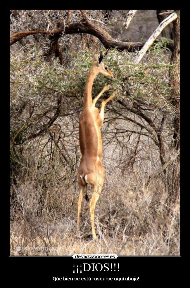 ¡¡¡DIOS!!! - 