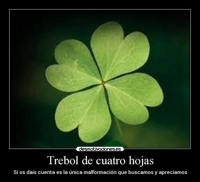 Trebol de cuatro hojas - Si os dais cuenta es la única malformación que buscamos y apreciamos