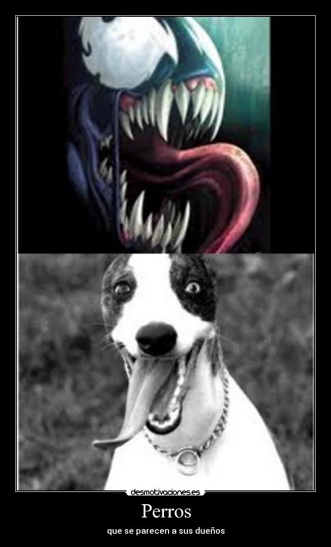 Perros -