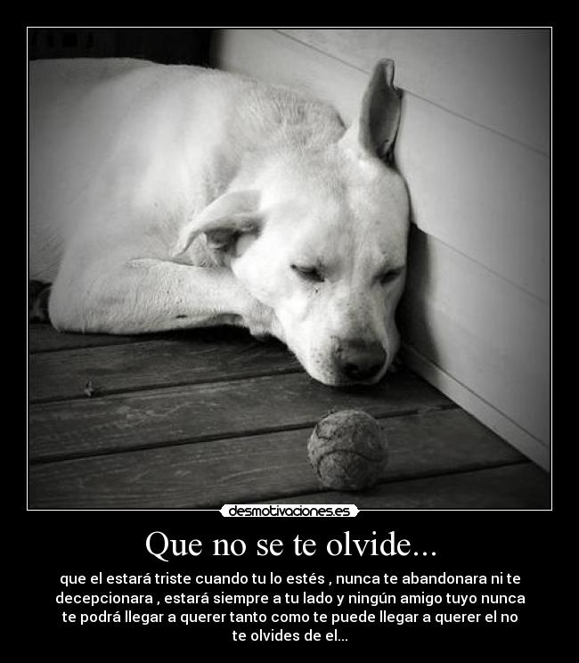 Que no se te olvide... - que el estará triste cuando tu lo estés , nunca te abandonara ni te
decepcionara , estará siempre a tu lado y ningún amigo tuyo nunca
te podrá llegar a querer tanto como te puede llegar a querer el no
te olvides de el...