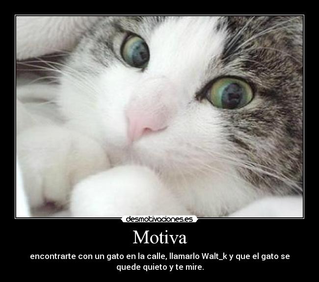 Motiva - encontrarte con un gato en la calle, llamarlo Walt_k y que el gato se
quede quieto y te mire.