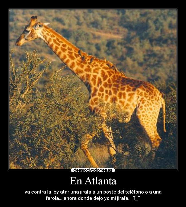 En Atlanta - va contra la ley atar una jirafa a un poste del teléfono o a una
farola... ahora donde dejo yo mi jirafa... T_T