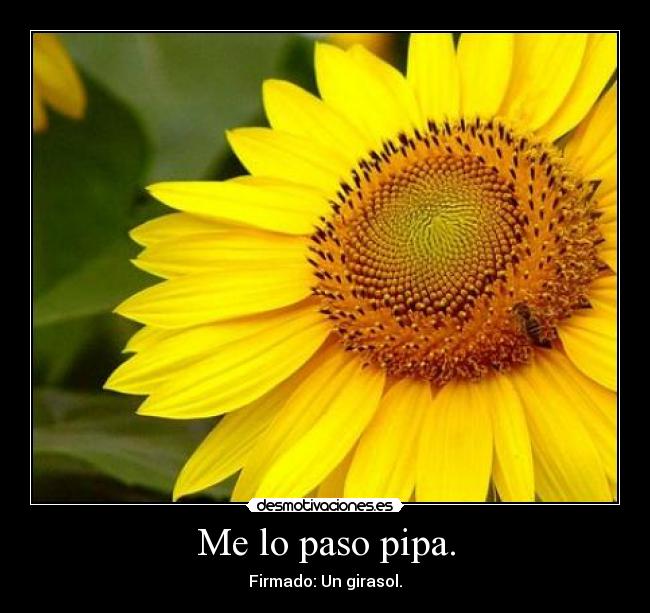 Me lo paso pipa. - Firmado: Un girasol.