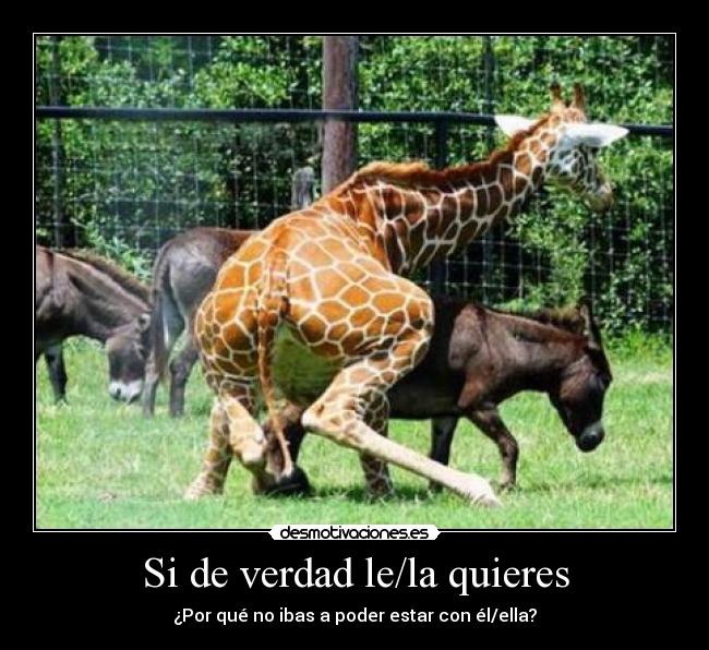 Si de verdad le/la quieres - 