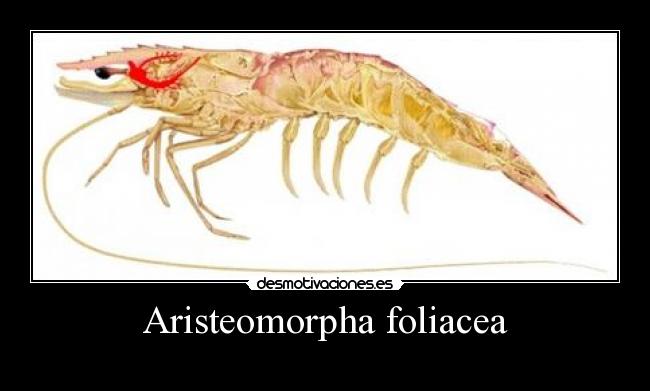 Aristeomorpha foliacea -