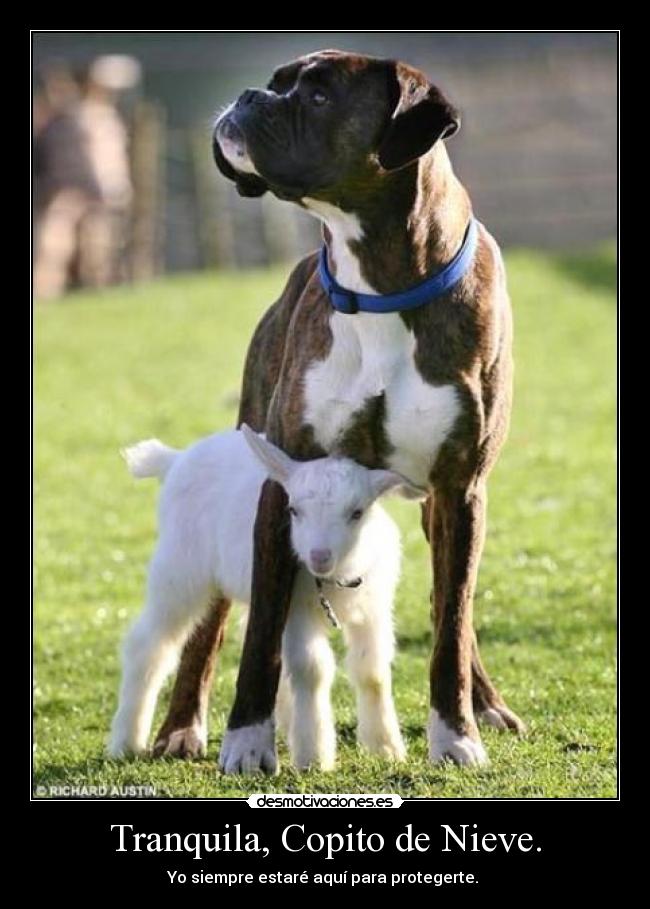 Tranquila, Copito de Nieve. - 