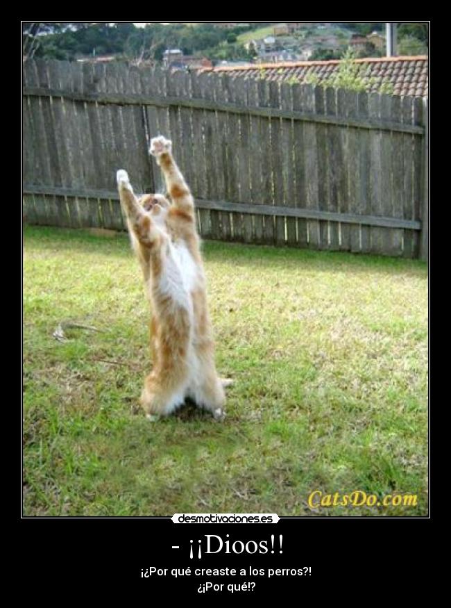 - ¡¡Dioos!! - ¡¿Por qué creaste a los perros?!
¿¡Por qué!?