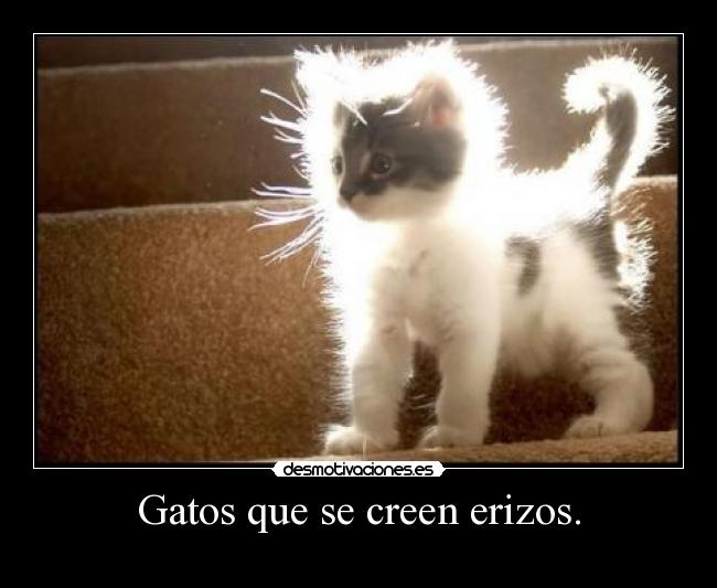 Gatos que se creen erizos. -