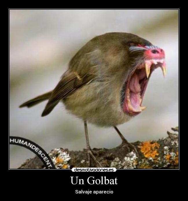 Un Golbat - Salvaje aparecio