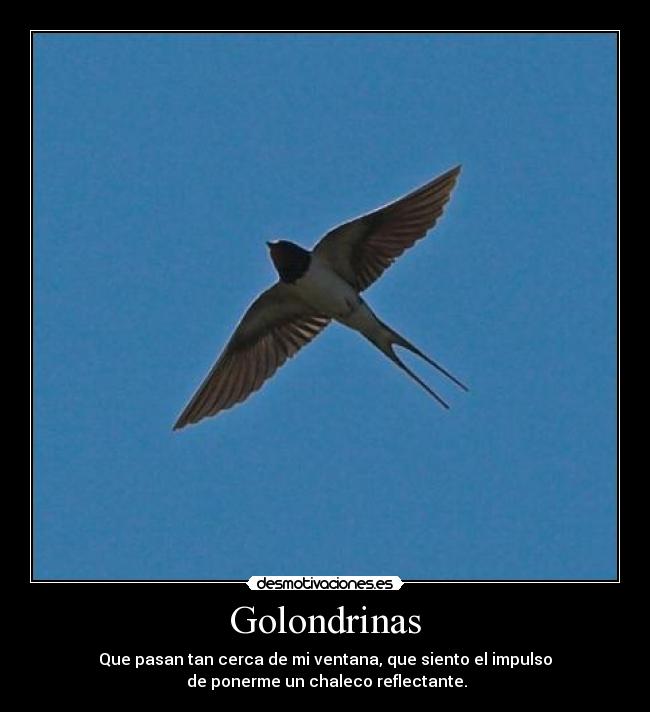 Golondrinas - Que pasan tan cerca de mi ventana, que siento el impulso
 de ponerme un chaleco reflectante.