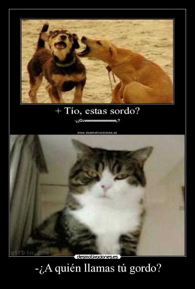 -¿A quién llamas tú gordo? -