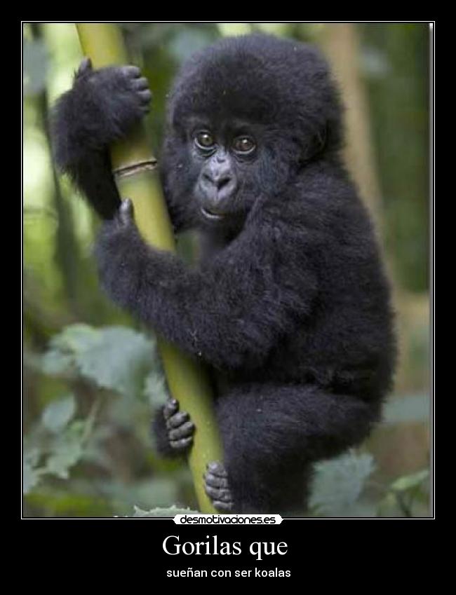 Gorilas que -