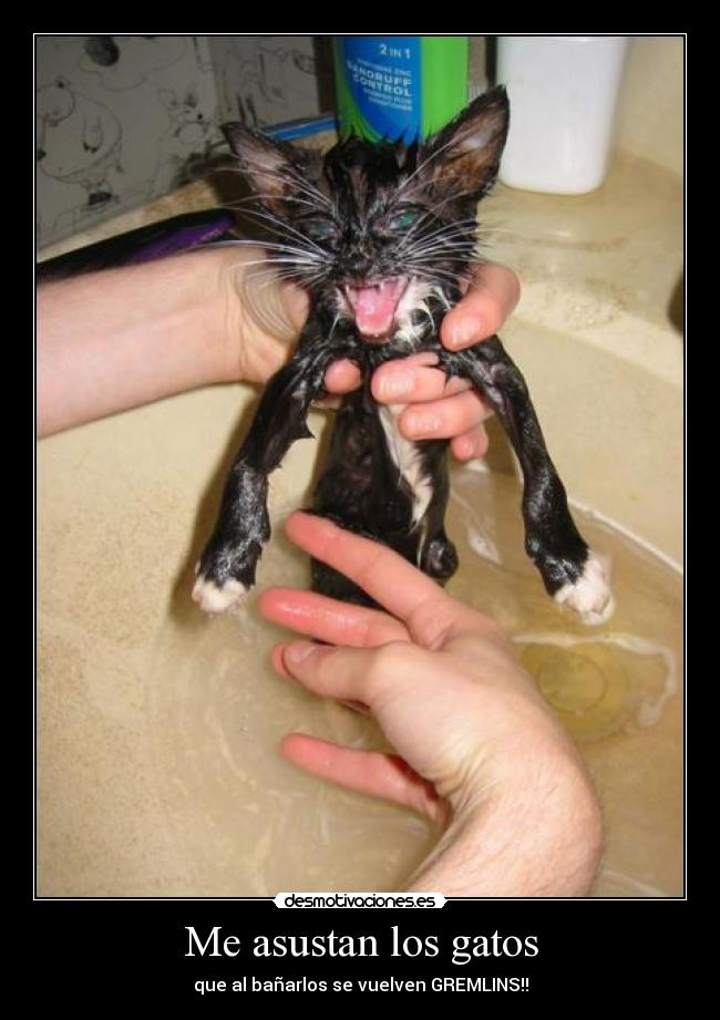 Me asustan los gatos -