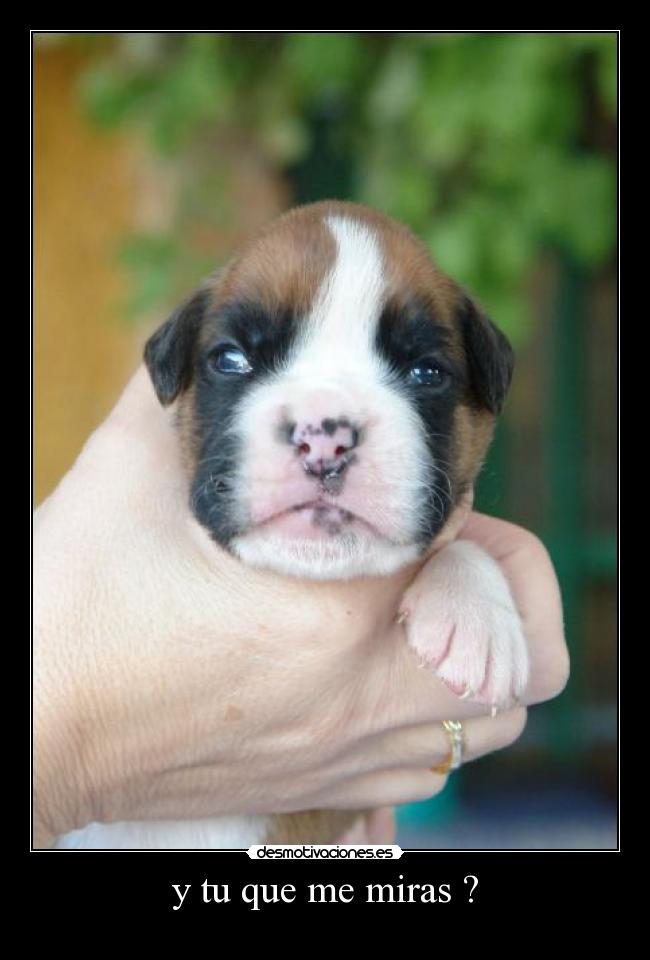 y tu que me miras ? - 
