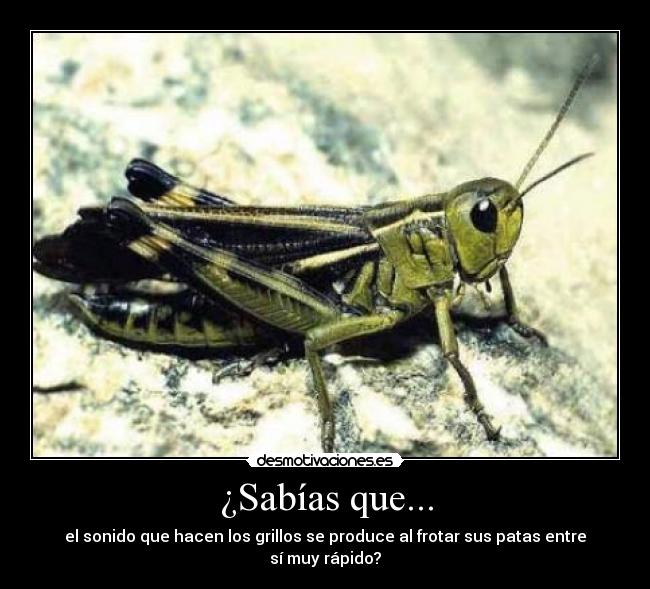 ¿Sabías que... - el sonido que hacen los grillos se produce al frotar sus patas entre sí muy rápido?