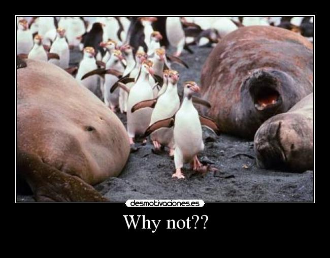 Why not?? - 