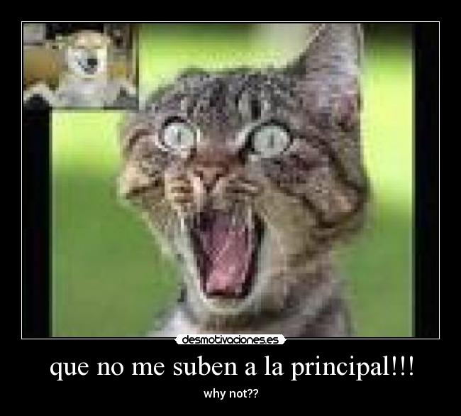 que no me suben a la principal!!! - why not??