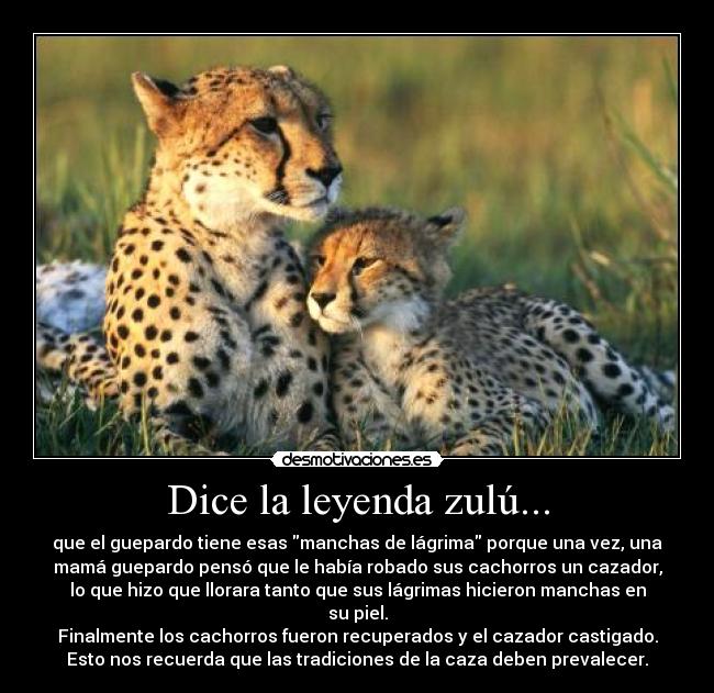 Dice la leyenda zulú... - que el guepardo tiene esas manchas de lágrima porque una vez, una
mamá guepardo pensó que le había robado sus cachorros un cazador,
lo que hizo que llorara tanto que sus lágrimas hicieron manchas en
su piel.
Finalmente los cachorros fueron recuperados y el cazador castigado.
Esto nos recuerda que las tradiciones de la caza deben prevalecer.