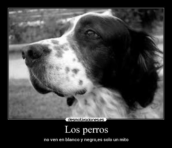 Los perros - no ven en blanco y negro,es solo un mito