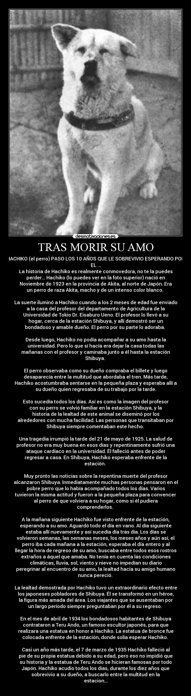 TRAS MORIR SU AMO - HACHIKO (el perro) PASO LOS 10 AÑOS QUE LE SOBREVIVIO ESPERANDO POR
EL ...
La historia de Hachiko es realmente conmovedora, no te la puedes
perder... Hachiko (lo puedes ver en la foto superior) nació en
Noviembre de 1923 en la provincia de Akita, al norte de Japón. Era
un perro de raza Akita, macho y de un intenso color blanco. 

La suerte iluminó a Hachiko cuando a los 2 meses de edad fue enviado
a la casa del profesor del departamento de Agricultura de la
Universidad de Tokio Dr. Eisaburo Ueno. El profesor lo llevó a su
hogar, cerca de la estación Shibuya, y allí demostró ser un
bondadoso y amable dueño. El perro por su parte lo adoraba. 

Desde luego, Hachiko no podía acompañar a su amo hasta la
universidad. Pero lo que sí hacía era dejar la casa todas las
mañanas con el profesor y caminaba junto a él hasta la estación
Shibuya. 

El perro observaba como su dueño compraba el billete y luego
desaparecía entre la multitud que abordaba el tren. Más tarde,
Hachiko acostumbraba sentarse en la pequeña plaza y esperaba allí a
su dueño quien regresaba de su trabajo por la tarde.

Esto sucedía todos los días. Así es como la imagen del profesor
con su perro se volvió familiar en la estación Shibuya, y la
historia de la lealtad de este animal se diseminó por los
alrededores con mucha facilidad. Las personas que transitaban por
Shibuya siempre comentaban este hecho. 

Una tragedia irrumpió la tarde del 21 de mayo de 1925. La salud de
profesor no era muy buena en esos días y repentinamente sufrió una
ataque cardíaco en la universidad. Él falleció antes de poder
regresar a casa. En Shibuya, Hachiko esperaba enfrente de la
estación. 

Muy pronto las noticias sobre la repentina muerte del profesor
alcanzaron Shibuya. Inmediatamente muchas personas pensaron en el
pobre perro que lo había acompañado todos los días. Varios
tuvieron la misma actitud y fueron a la pequeña plaza para convencer
al perro de que volviera a su hogar, como si él pudiera
comprenderlos. 

A la mañana siguiente Hachiko fue visto enfrente de la estación,
esperando a su amo. Aguardó todo el día en vano. Al día siguiente
estaba allí nuevamente y así sucedía día tras día. Los días se
volvieron semanas, las semanas meses, los meses años y aún así, el
perro iba cada mañana a la estación, esperaba el día entero y al
llegar la hora de regreso de su amo, buscaba entre todos esos rostros
extraños a áquel que amaba. No tenía en cuenta las condiciones
climáticas, lluvia, sol, viento y nieve no impedían su diario
peregrinar al encuentro de su amo, la lealtad hacia su amigo humano
nunca pereció. 

La lealtad demostrada por Hachiko tuvo un extraordinario efecto entre
los japoneses pobladores de Shibuya. Él se transformó en un héroe,
la figura más amada del área. Los viajantes que se ausentaban por
un largo período siempre preguntaban por él a su regreso. 

En el mes de abril de 1934 los bondadosos habitantes de Shibuya
contrataron a Teru Ando, un famoso escultor japonés, para que
realizara una estatua en honor a Hachiko. La estatua de bronce fue
colocada enfrente de la estación, donde solía esperar Hachiko. 

Casi un año más tarde, el 7 de marzo de 1935 Hachiko falleció al
pie de su propia estatua debido a su edad, pero eso no impidió que
su historia y la estatua de Teru Ando se hicieran famosas por todo
Japón. Hachiko acudio todos los dias, durante los diez años que
sobrevivio a su dueño, a buscarlo entre la multitud en la
estacion...

