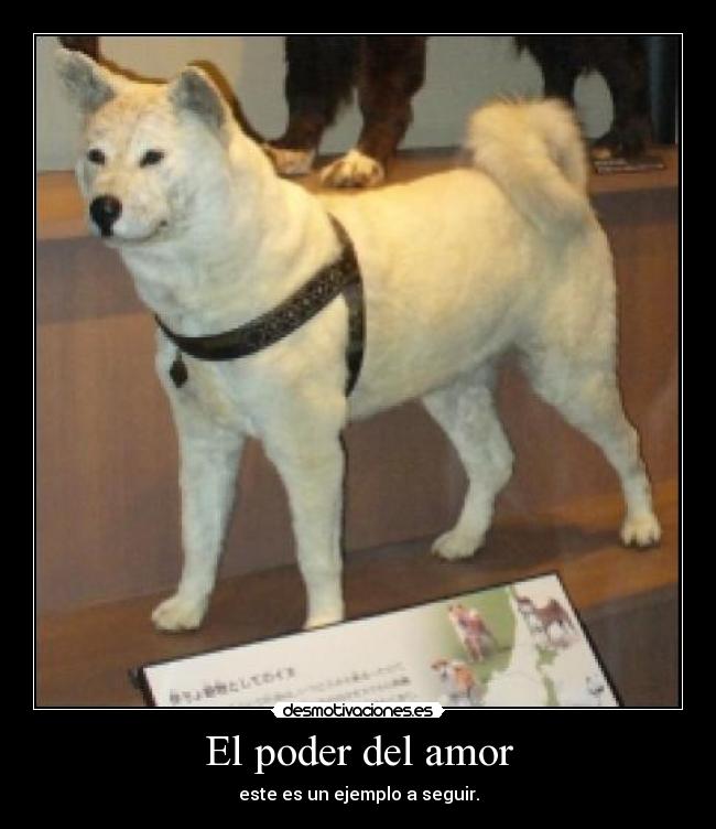carteles amor hachiko desmotivaciones