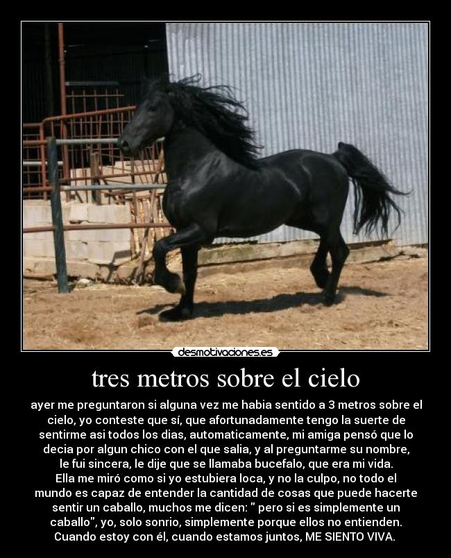 tres metros sobre el cielo - ayer me preguntaron si alguna vez me habia sentido a 3 metros sobre el
cielo, yo conteste que sí, que afortunadamente tengo la suerte de
sentirme asi todos los dias, automaticamente, mi amiga pensó que lo
decia por algun chico con el que salia, y al preguntarme su nombre,
le fui sincera, le dije que se llamaba bucefalo, que era mi vida.
Ella me miró como si yo estubiera loca, y no la culpo, no todo el
mundo es capaz de entender la cantidad de cosas que puede hacerte
sentir un caballo, muchos me dicen:  pero si es simplemente un
caballo, yo, solo sonrio, simplemente porque ellos no entienden.
Cuando estoy con él, cuando estamos juntos, ME SIENTO VIVA. 