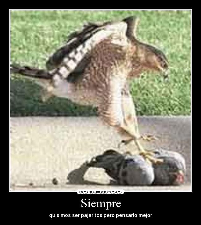 Siempre - quisimos ser pajaritos pero pensarlo mejor