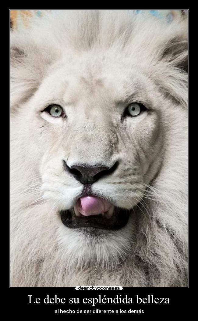 Le debe su espléndida belleza - 